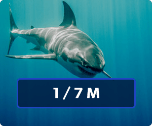 Odds of Getting Killed by a Shark