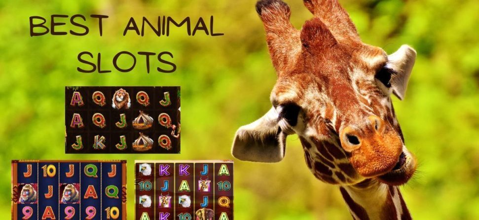 animal slots
