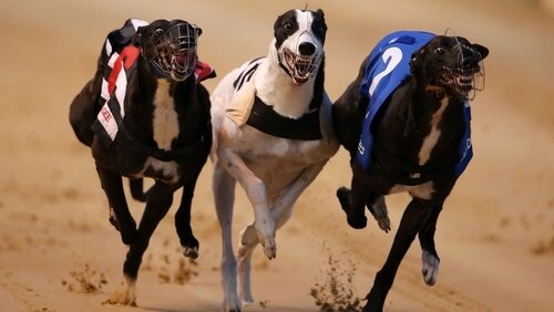Irish Greyhound Derby